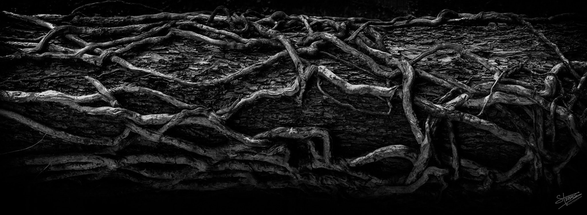 My favorite old tree on Swiss Avenue, now dead and gone, embraced from root to branch with thick, heavy vines.