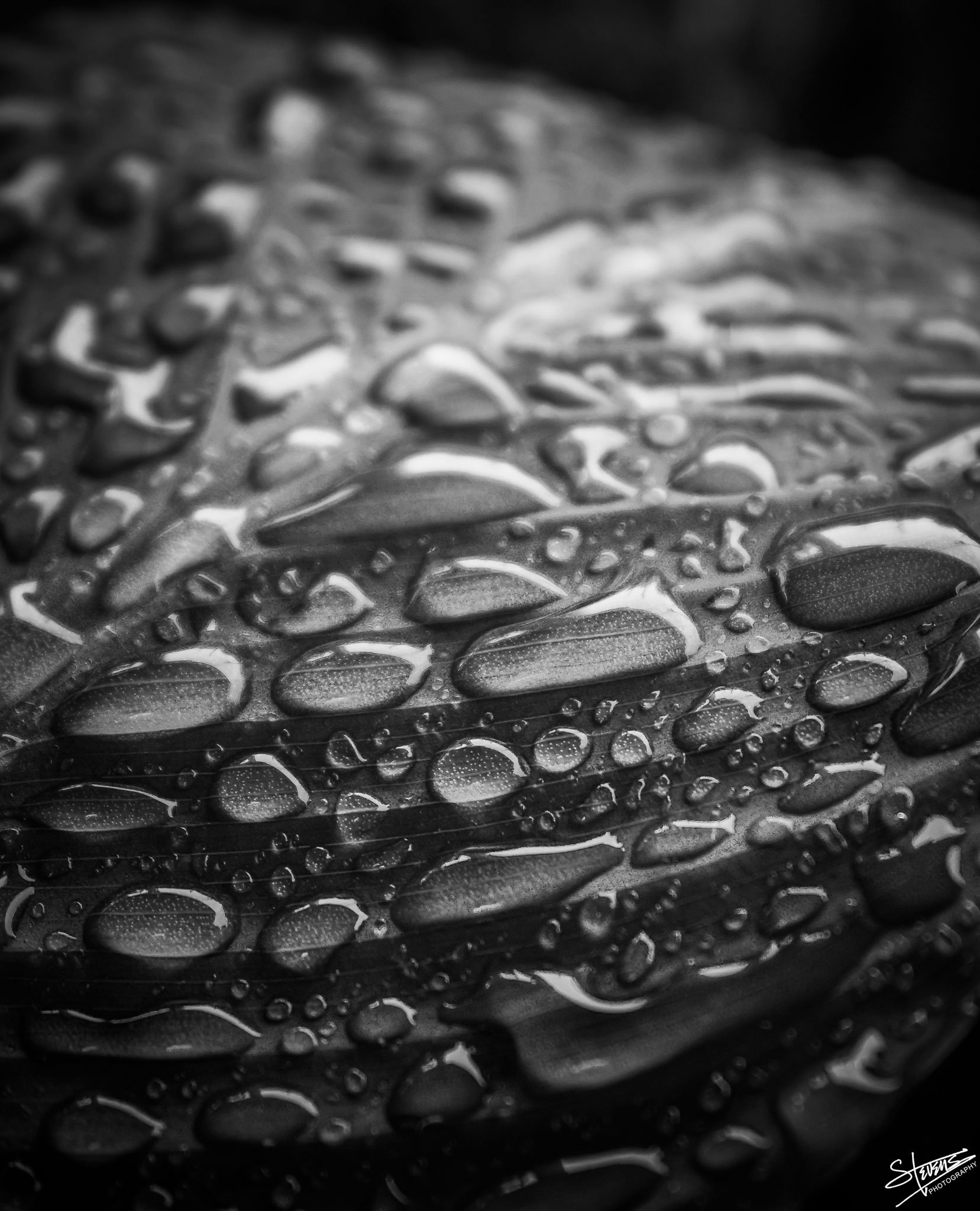 A black and white image of water droplets on a large leaf with shallow depth of field.