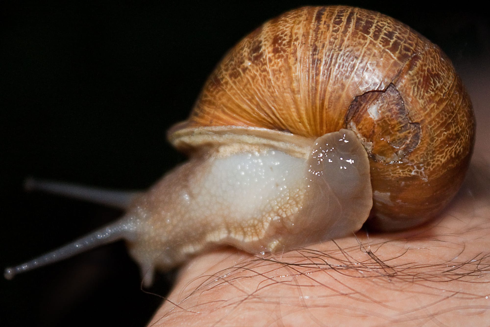 An old, battle-scarred snail with a large chunk of his shell missing.