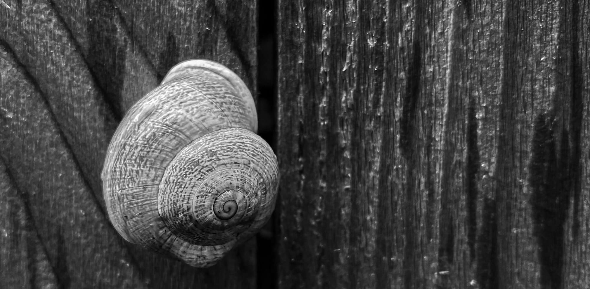 Snail clinging to wooden fence.