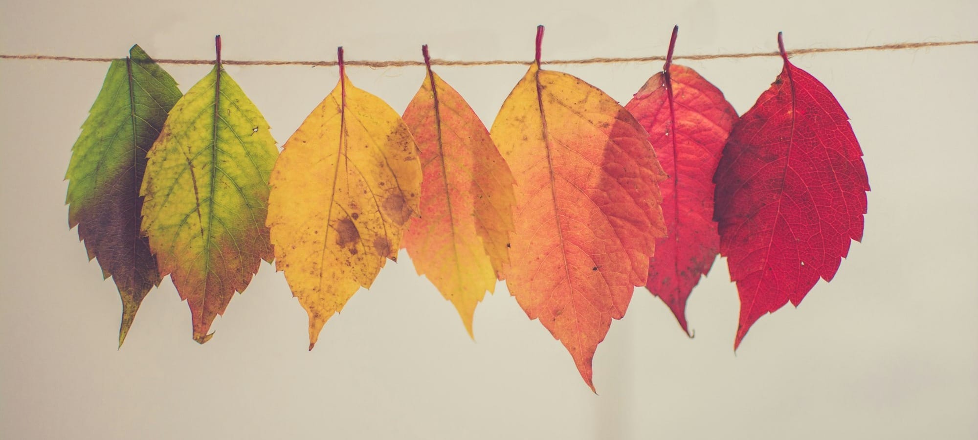 Leaves on a string ranging from green to red as the seasons change.