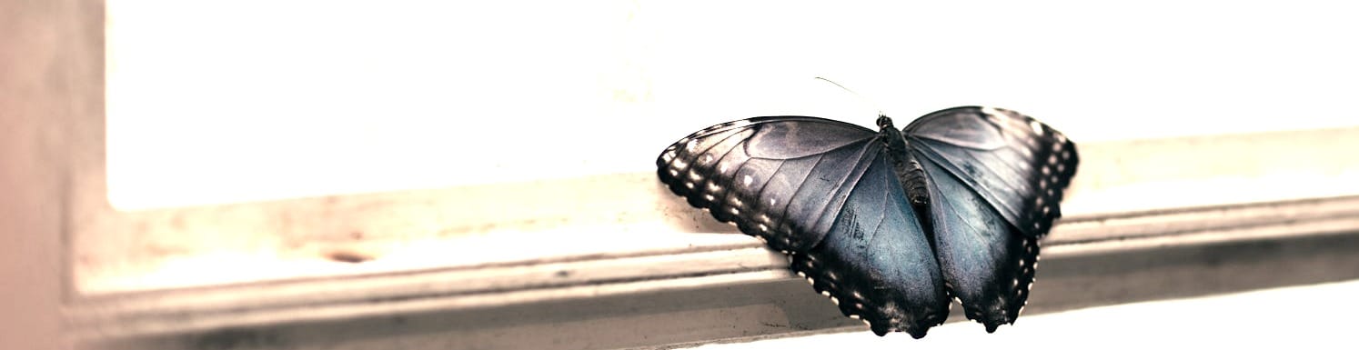 Butterfly on a window light.
