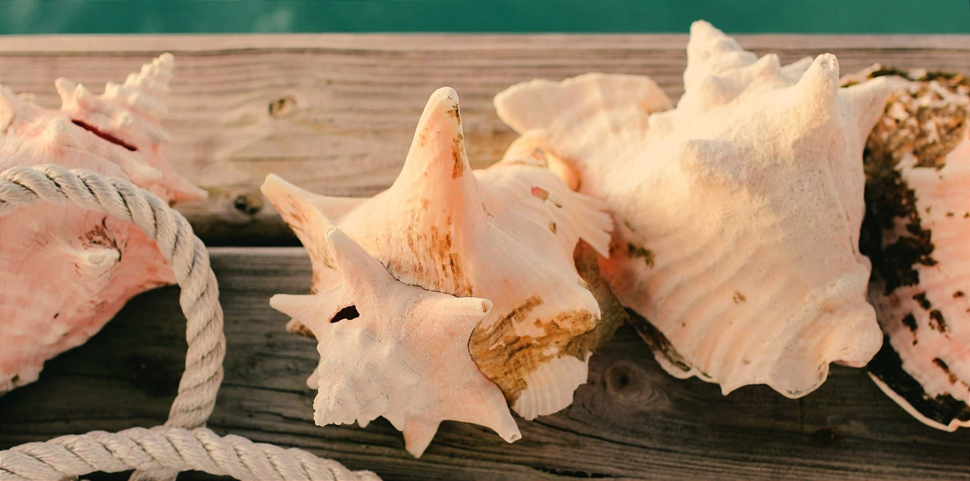 Conch shells on the edge of a pier.