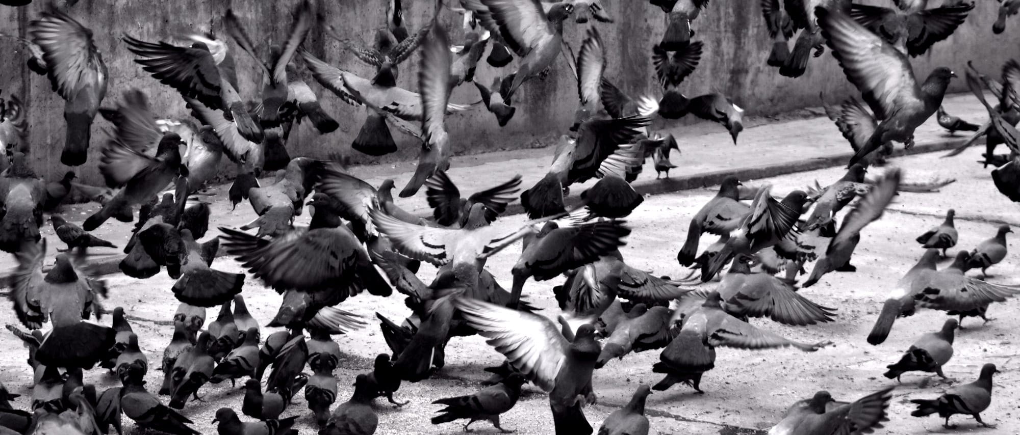 Pigeons flocking.