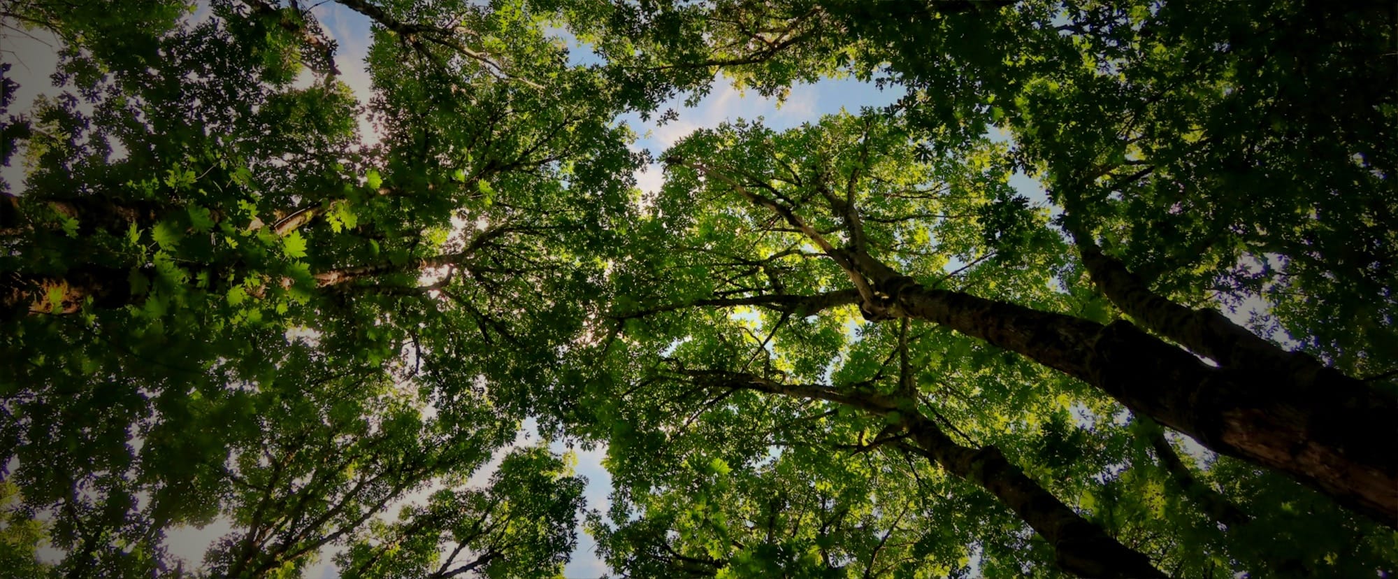 The Woods of Pyramid Drive