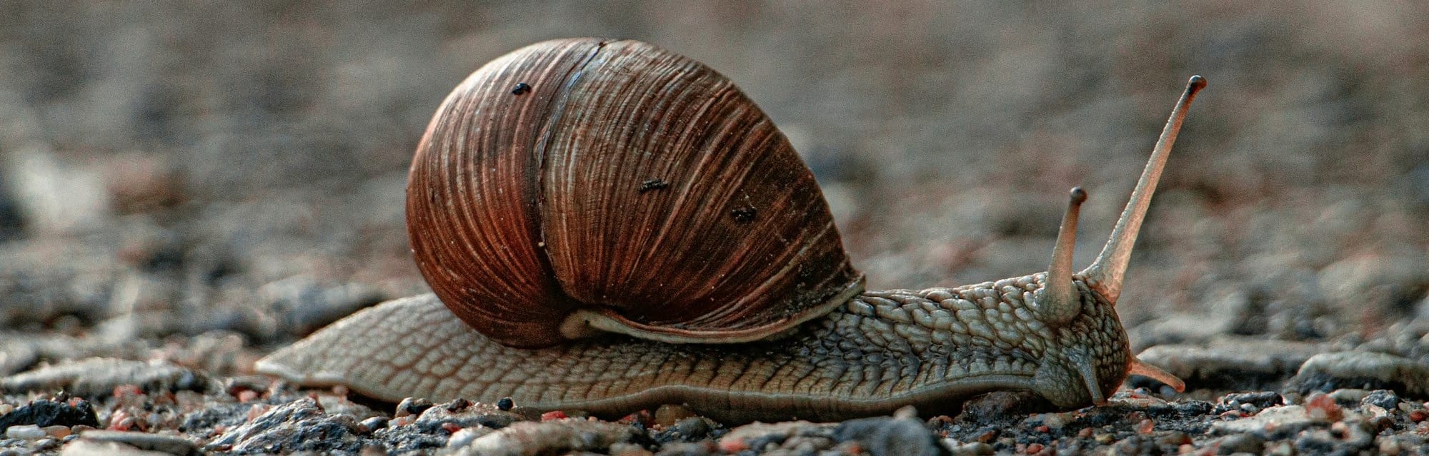 Snail moving as fast as he can.