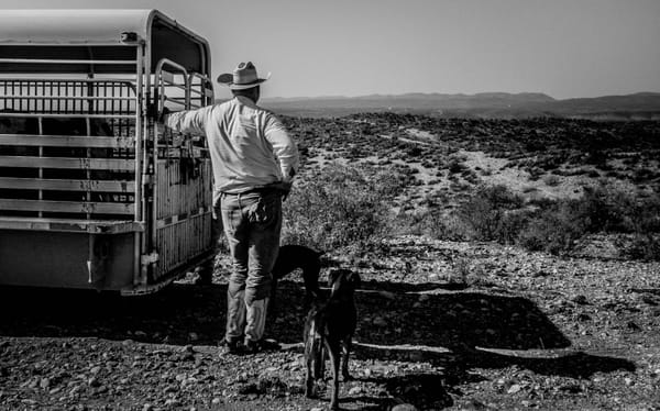 Man and dog wait by a trailer for cattle in the distance.
