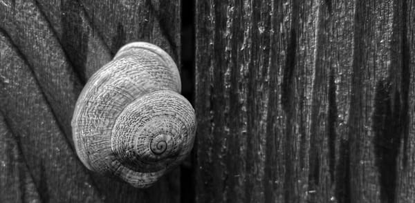 Snail clinging to wooden fence.