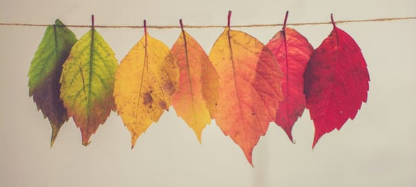 Leaves on a string ranging from green to red as the seasons change.