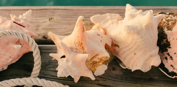 Conch shells on the edge of a pier.