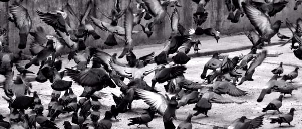 Pigeons flocking.