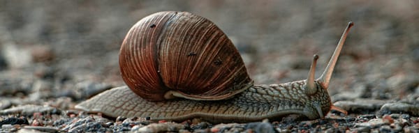 Snail moving as fast as he can.